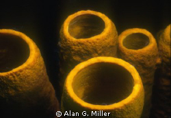 Sponge tops Nikonos RS with 50mm and 2 Ikelite SS-200's o... by Alan G. Miller 